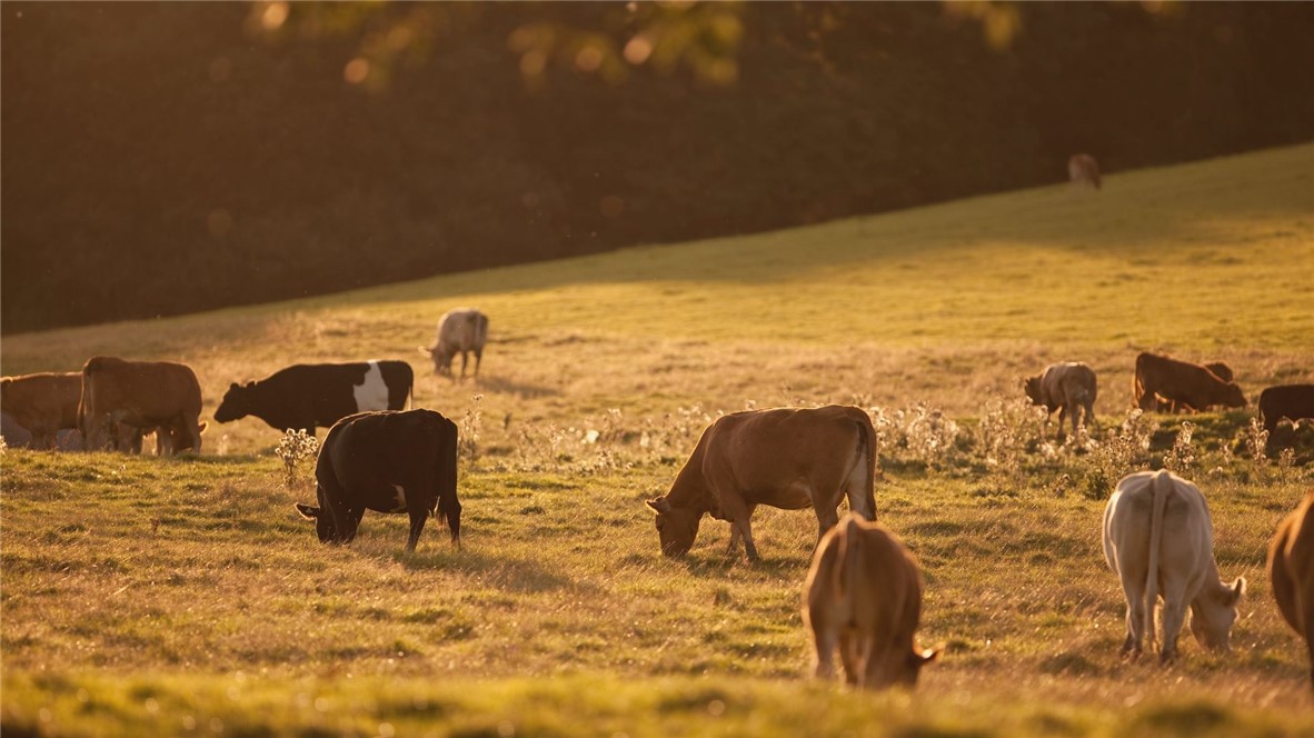 6400 Garhole View Lane Bryan, TX 77808 - Photo 2 of 11 a view of balcony with furniture