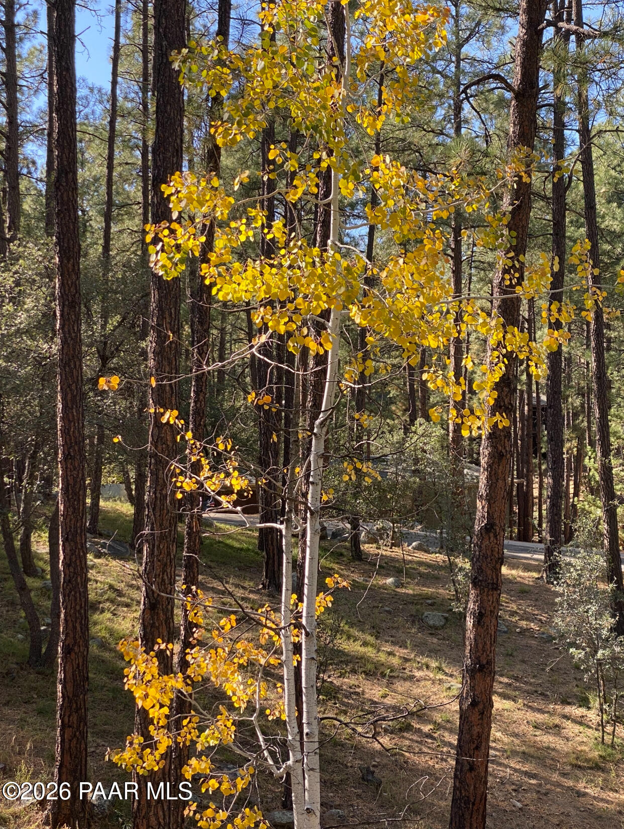 1677 Coyote Road Prescott, AZ 86303 - Photo 17 of 24 Prescott