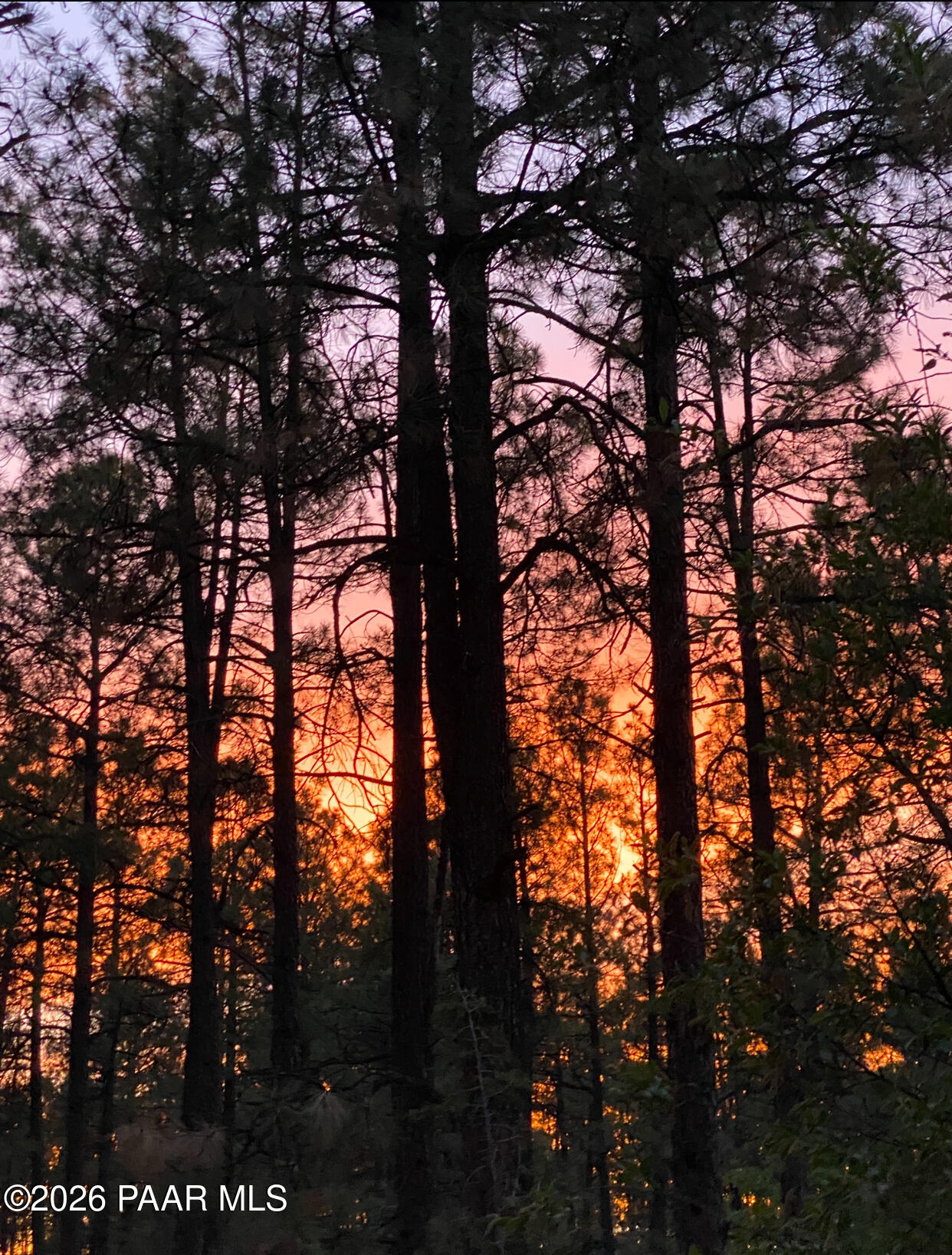 1677 Coyote Road Prescott, AZ 86303 - Photo 20 of 24 a view of tree