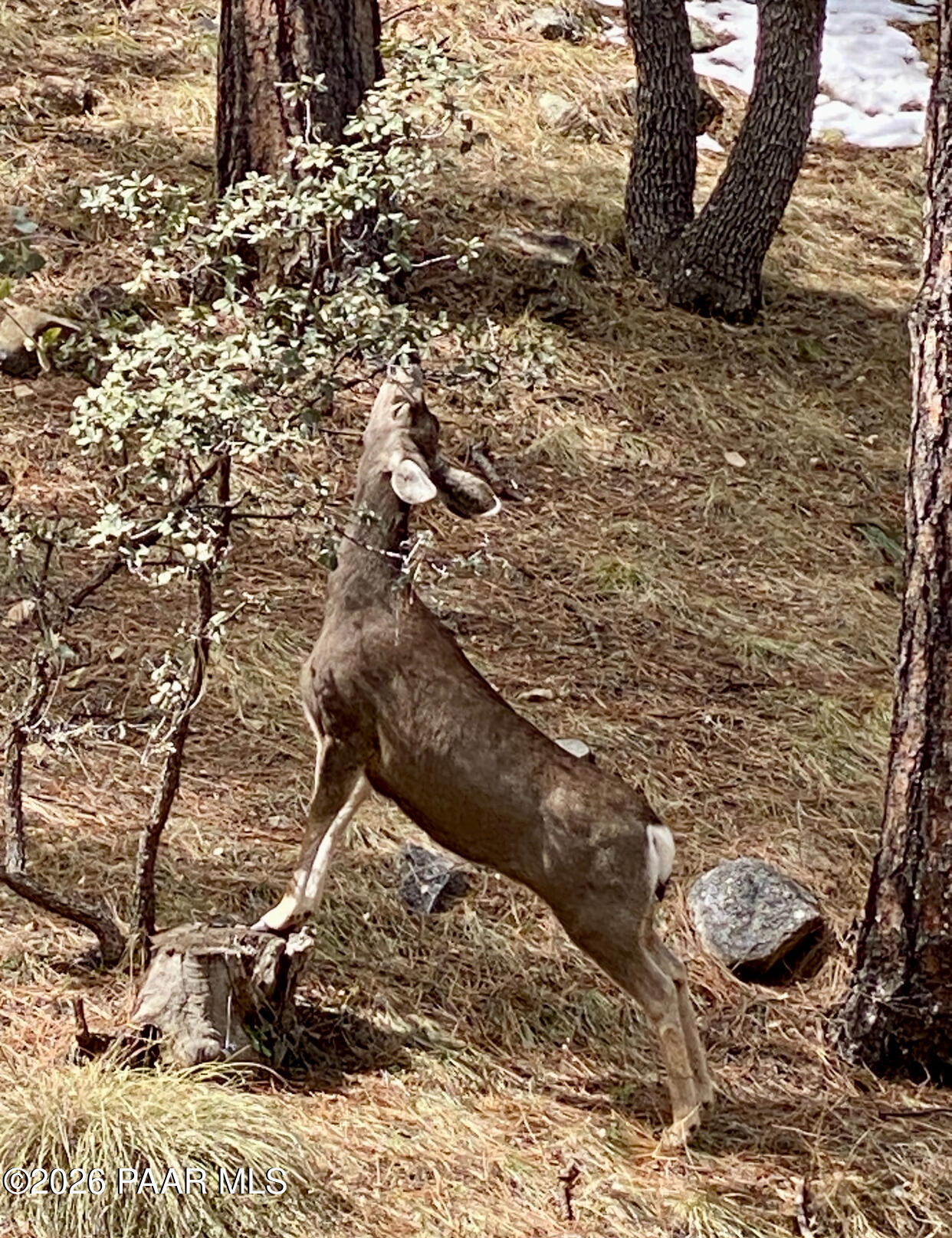 1677 Coyote Road Prescott, AZ 86303 - Photo 22 of 24 Prescott