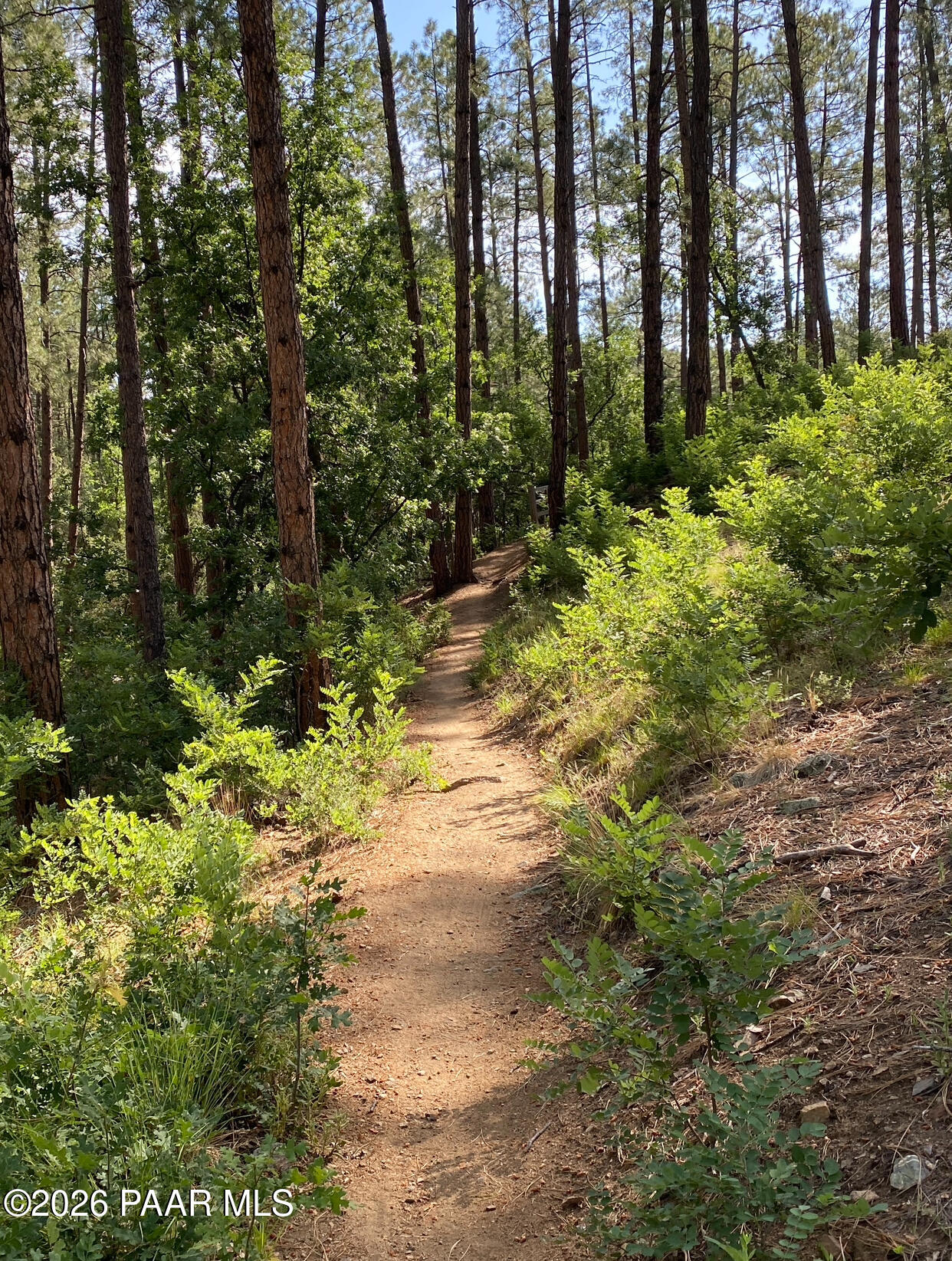 1677 Coyote Road Prescott, AZ 86303 - Photo 24 of 24 a view of a yard with plants and trees