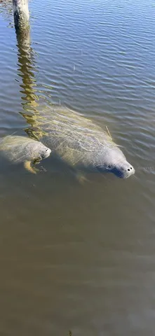 a view of a lake with a large trees
