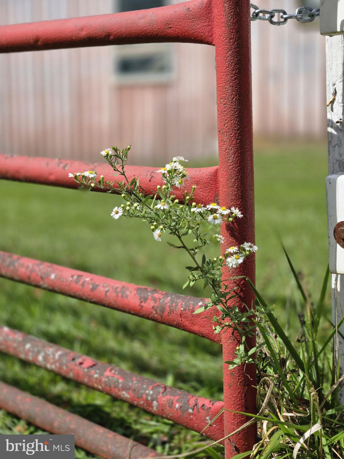 2636 Marston Road New Windsor, MD 21776 - Photo 96 of 107 a view of a yard with flowers