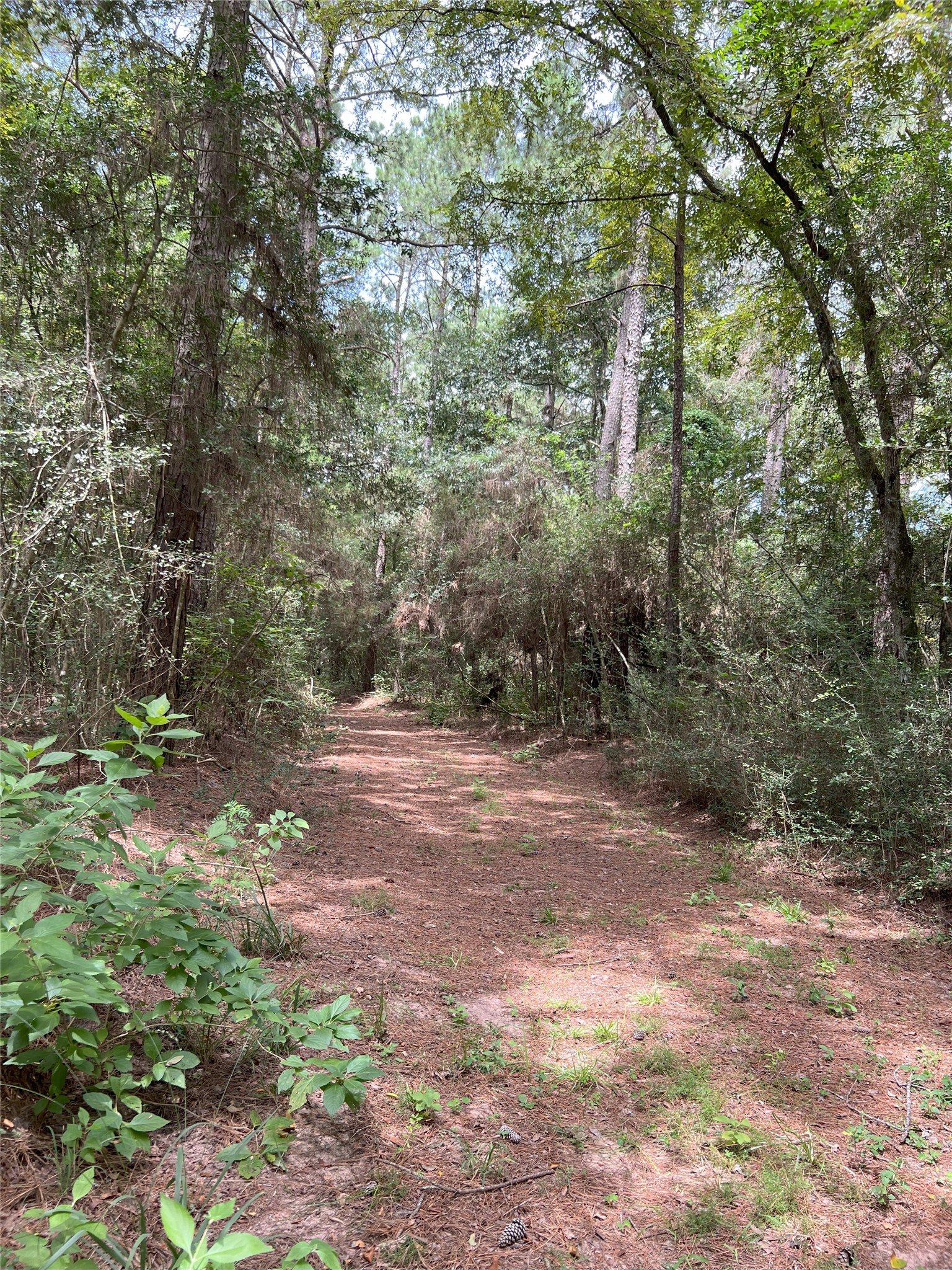 362-2 Rd Waller Tx 77484 Road Waller, TX 77484 - Photo 13 of 21 a view of a forest with trees