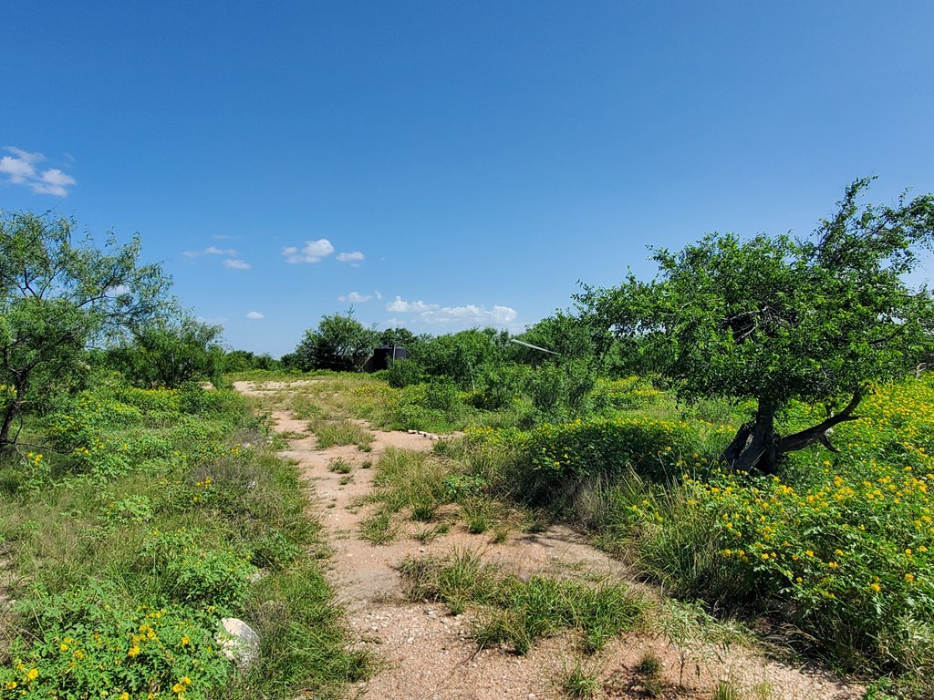 41 Hackberry Street, Unit 41 Fort McKavett, TX 76841 - Photo 6 of 9 a view of a garden with a tree