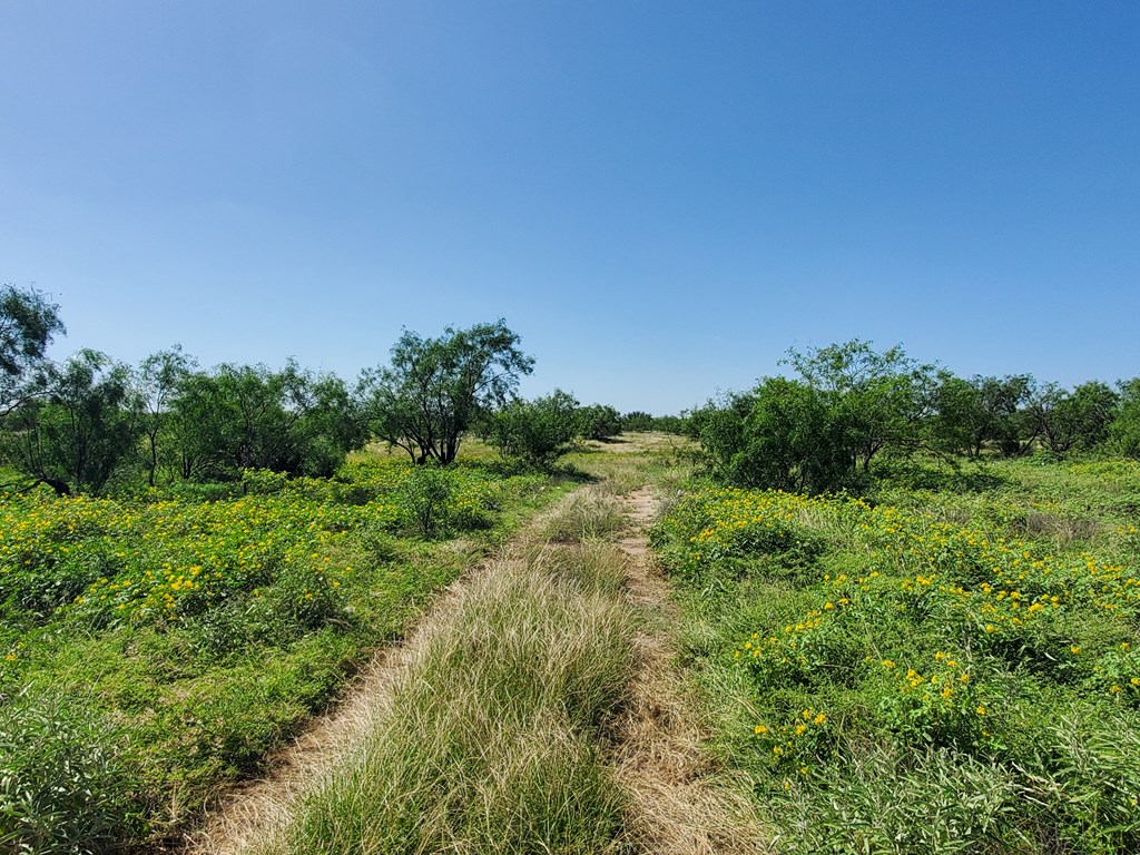 41 Hackberry Street, Unit 41 Fort McKavett, TX 76841 - Photo 8 of 9 a view of a field of grass and trees
