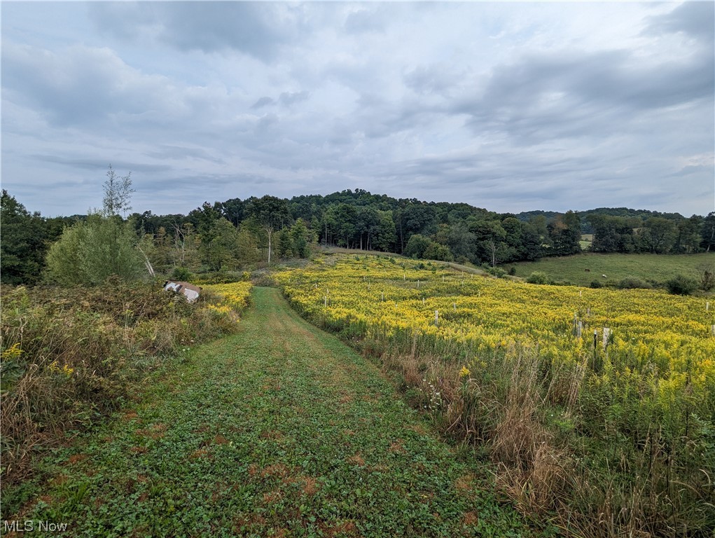 6529 Roswell Road Southwest Sherrodsville, OH 44675 - Photo 15 of 35 View of local wilderness