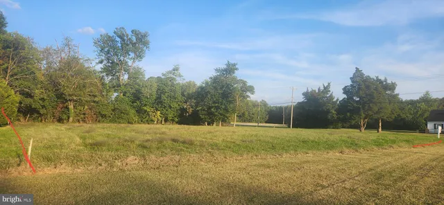 a view of large trees with a yard