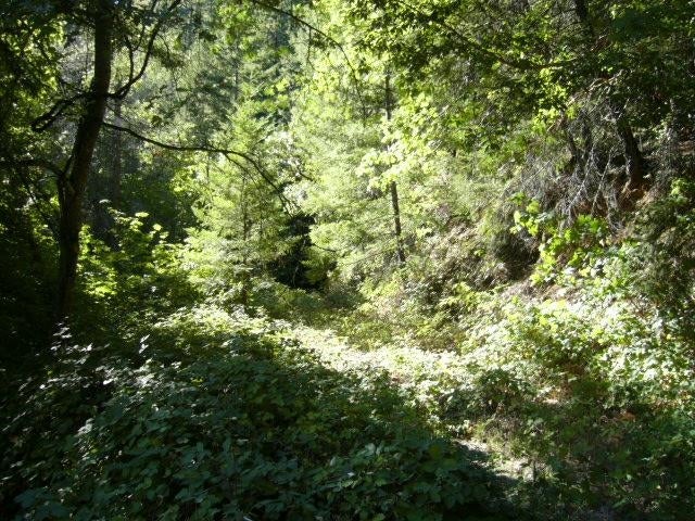 122 Acres Off Usfs Road Happy Camp, CA 96039 - Photo 24 of 25 Gallery Image 24