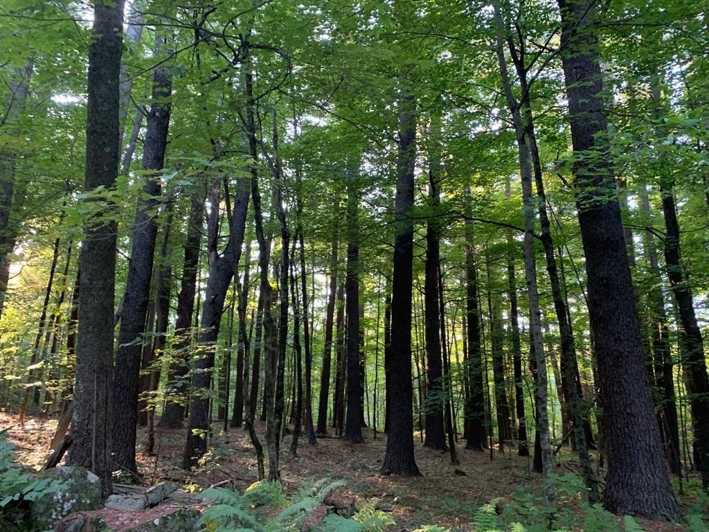 Lot 8 Hisgen Road Holland, MA 01521 - Photo 2 of 3
