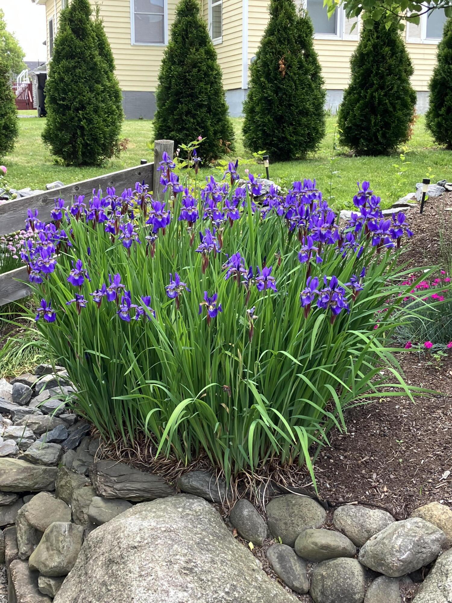 177 Buck Street Bangor, ME 04401 - Photo 11 of 80 IMG_8080