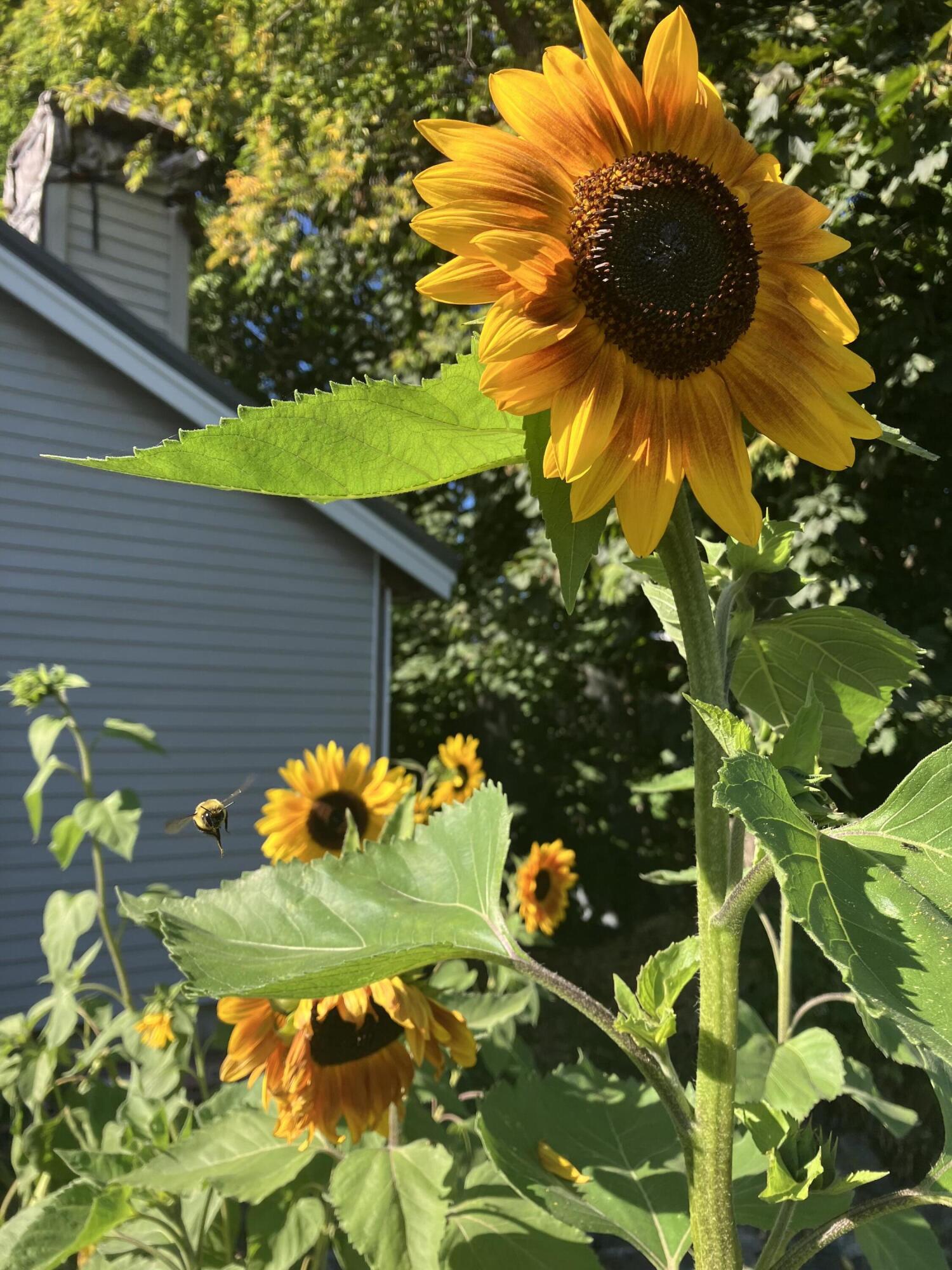 177 Buck Street Bangor, ME 04401 - Photo 14 of 80 IMG_9240