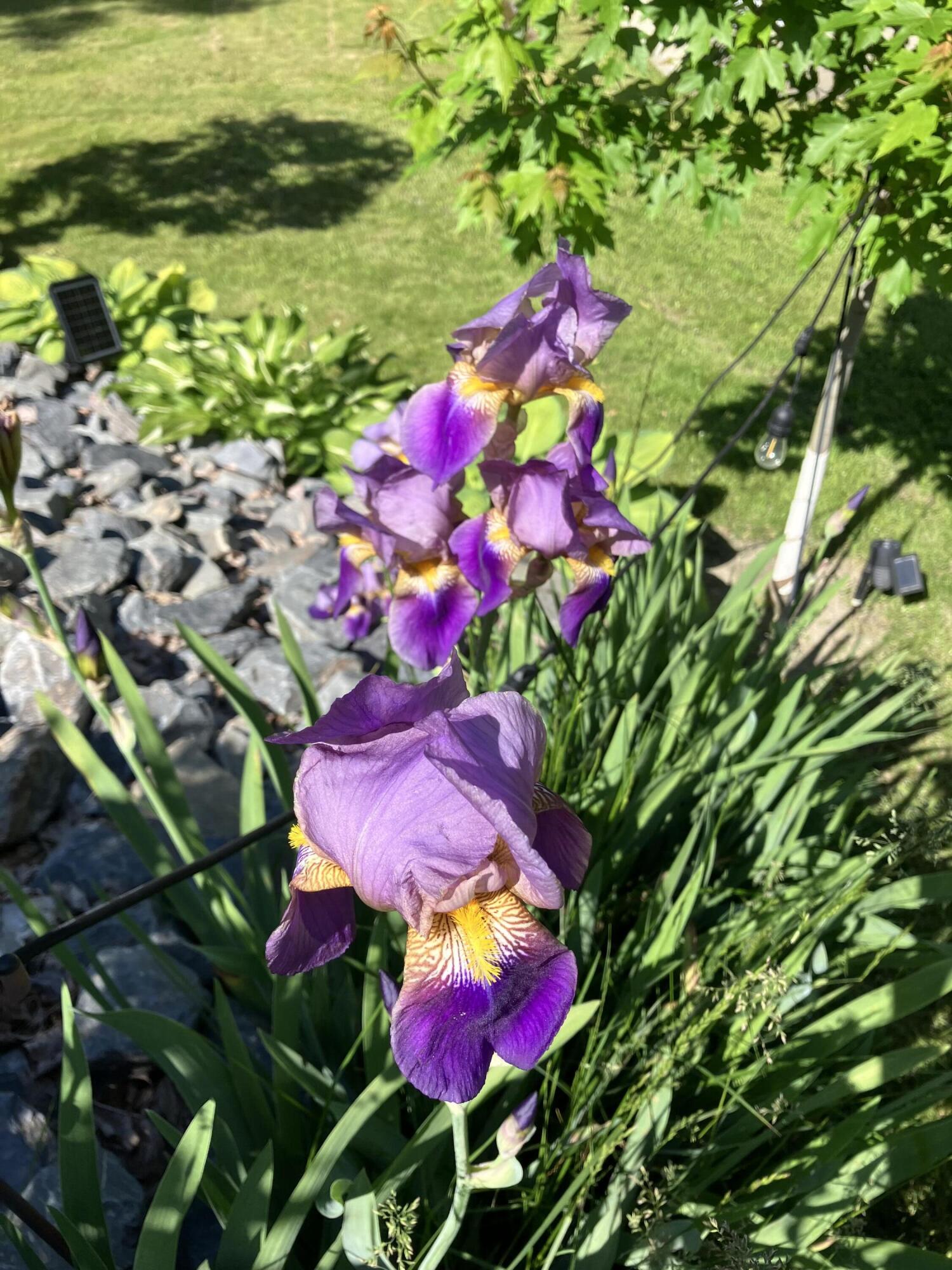 177 Buck Street Bangor, ME 04401 - Photo 8 of 80 IMG_4478