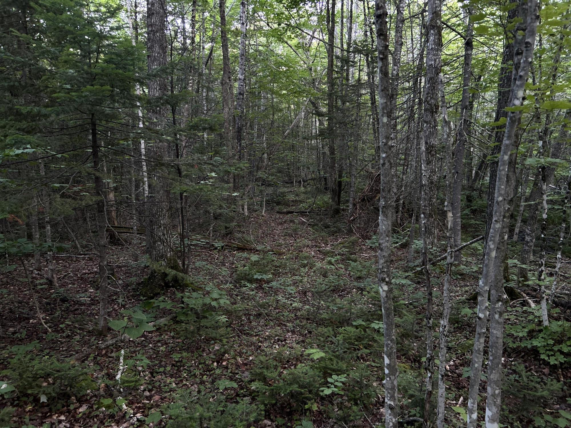 24a Anson Valley Road New Vineyard, ME 04956 - Photo 50 of 93 IMG_4903