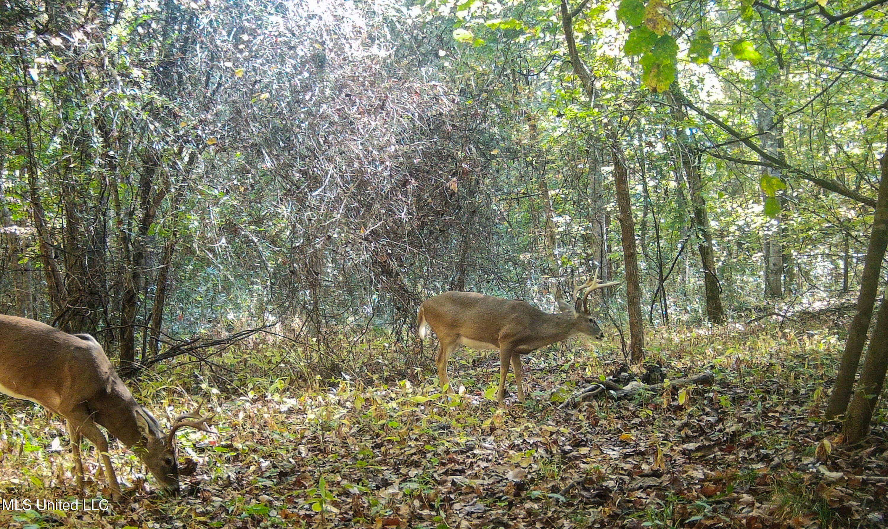 143 County Road Coila, MS 38923 - Photo 13 of 77 IMG_6868