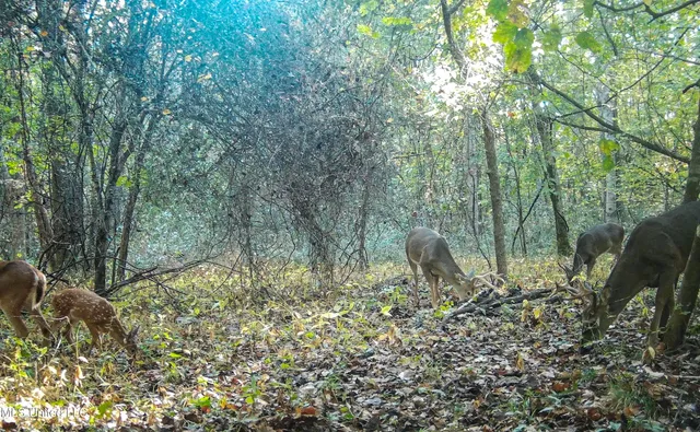 $280,000 | 143 County Road, Coila, MS 38923