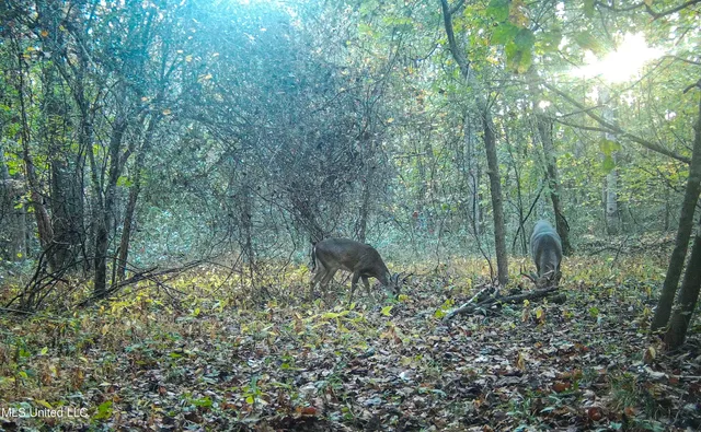 $280,000 | 143 County Road, Coila, MS 38923