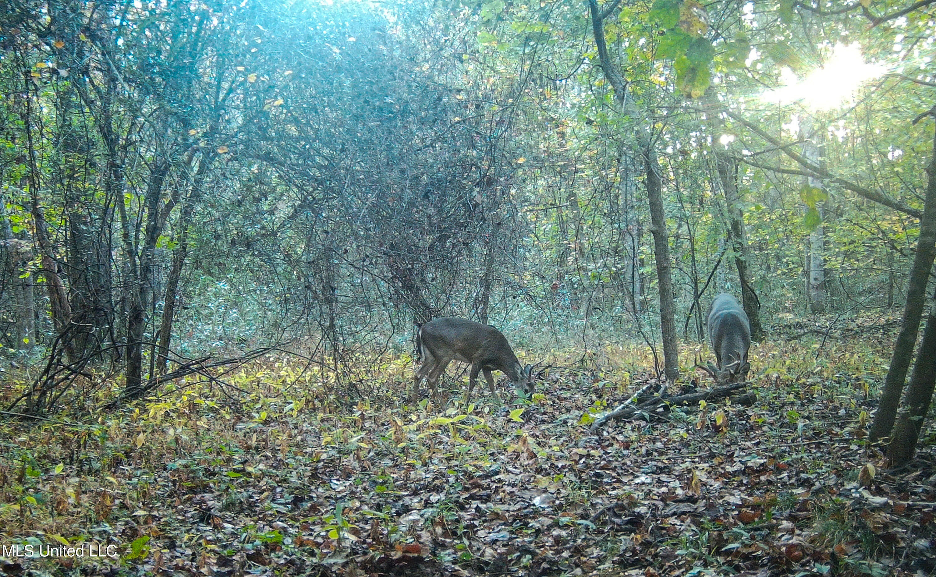 143 County Road Coila, MS 38923 - Photo 18 of 77 IMG_6858