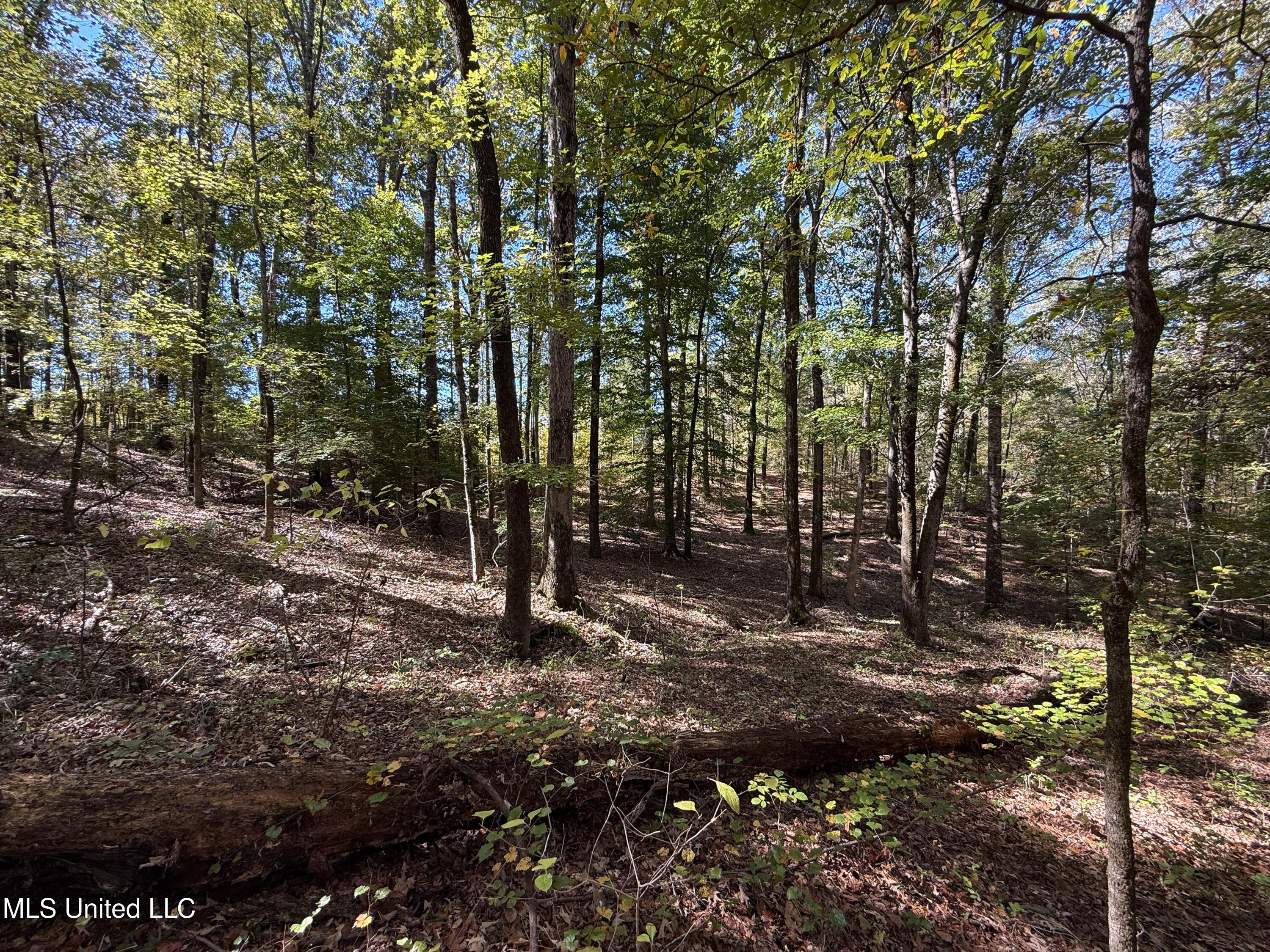 143 County Road Coila, MS 38923 - Photo 20 of 77 IMG_6836