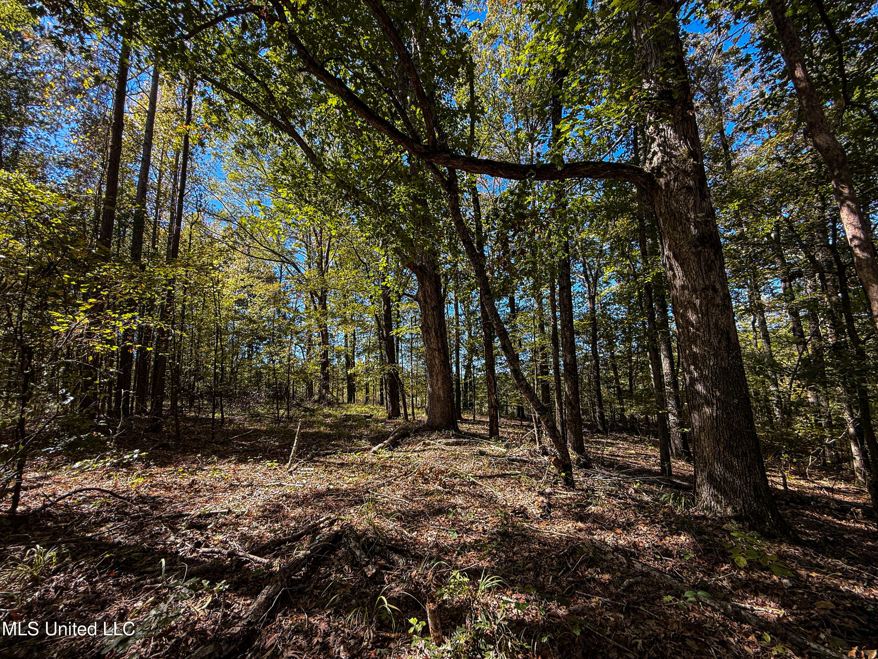 143 County Road Coila, MS 38923 - Photo 22 of 77 IMG_6837