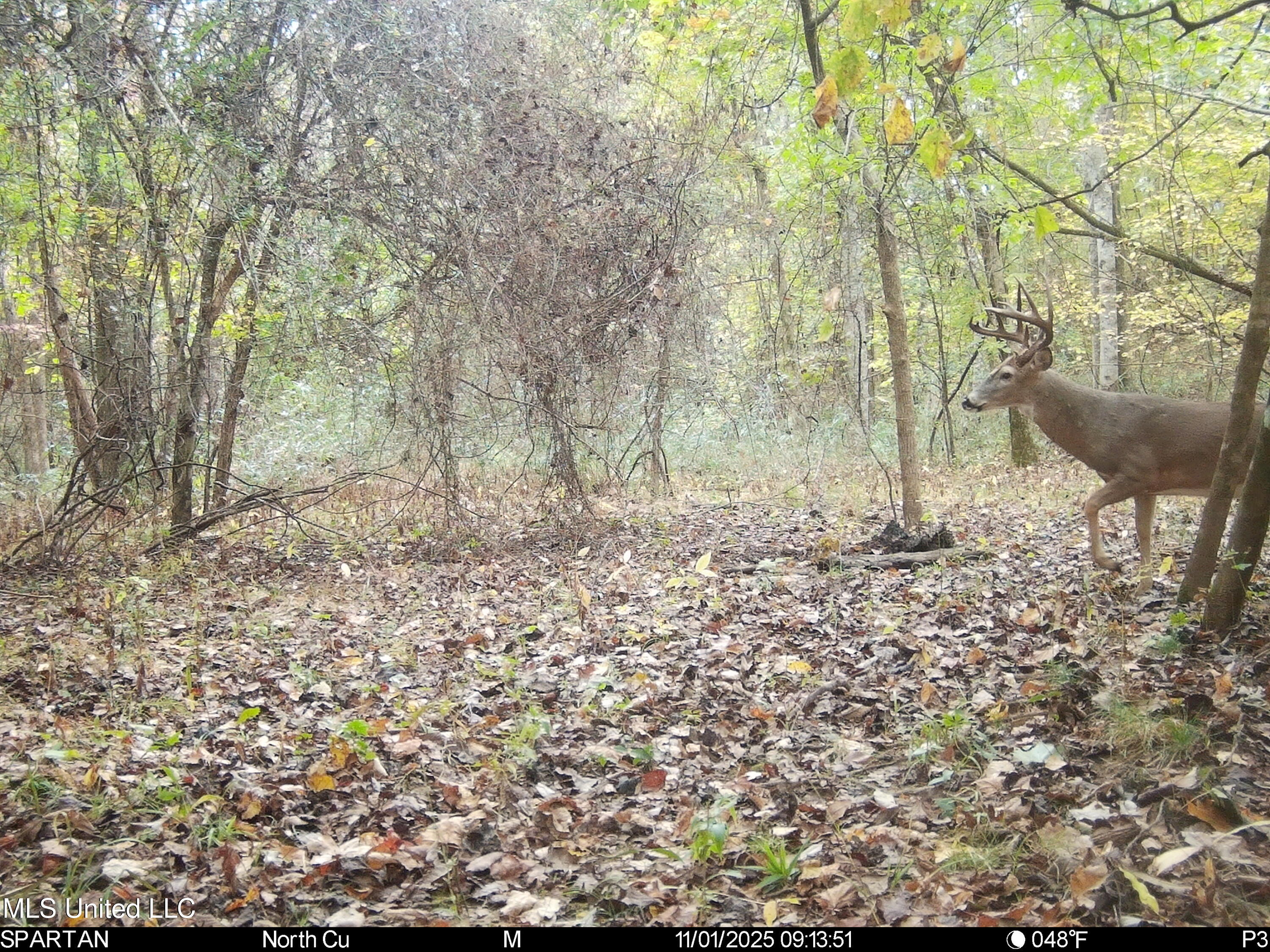 143 County Road Coila, MS 38923 - Photo 4 of 77 IMG_7014