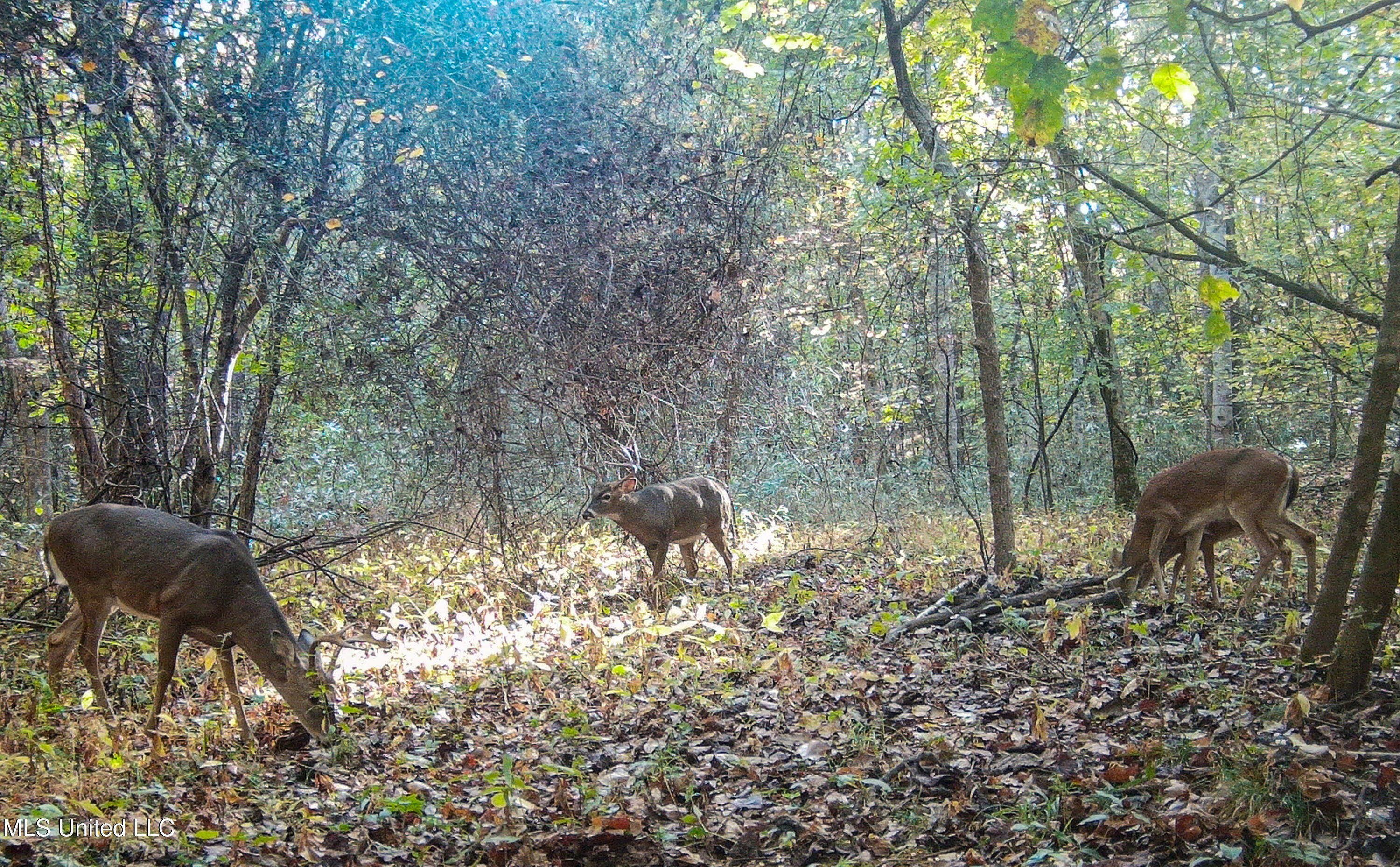 143 County Road Coila, MS 38923 - Photo 5 of 77 IMG_6871