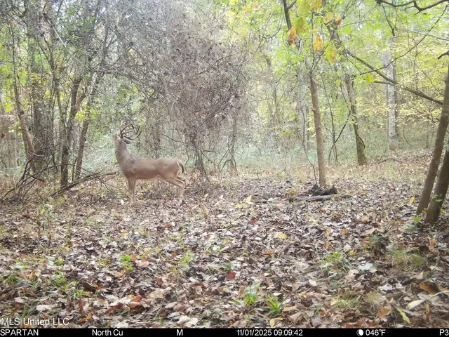 $280,000 | 143 County Road, Coila, MS 38923