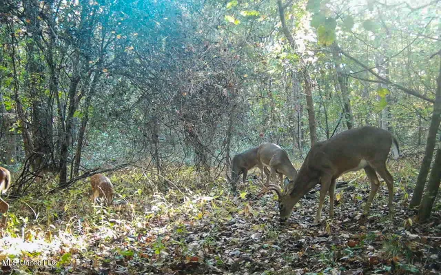 $280,000 | 143 County Road, Coila, MS 38923