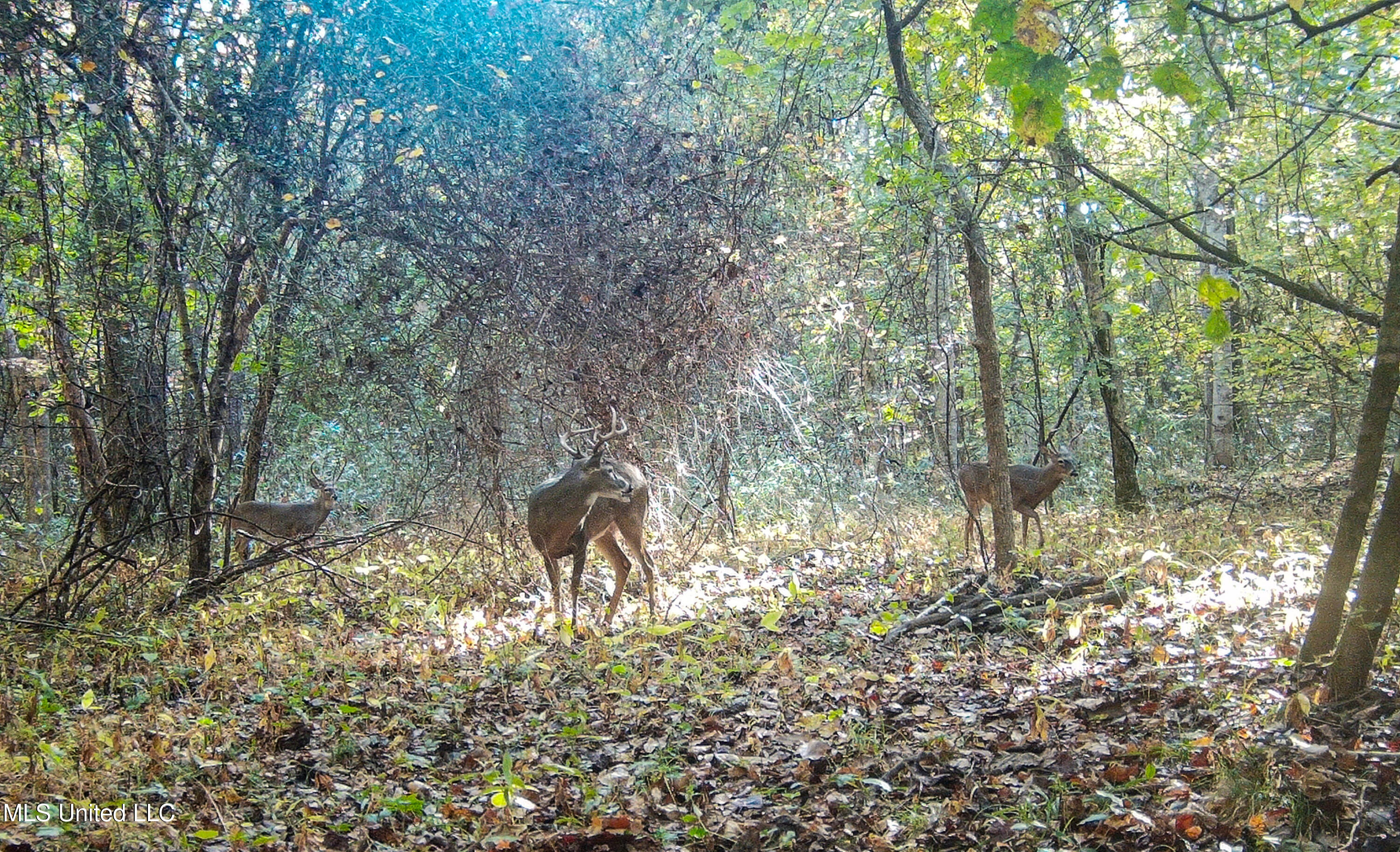 143 County Road Coila, MS 38923 - Photo 65 of 77 IMG_6869
