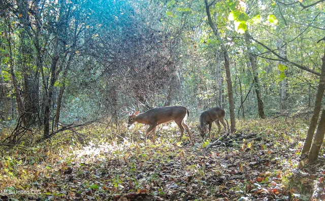 $280,000 | 143 County Road, Coila, MS 38923