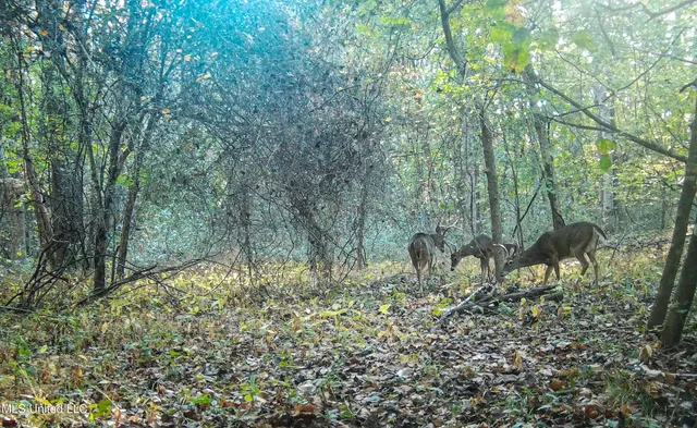 $280,000 | 143 County Road, Coila, MS 38923