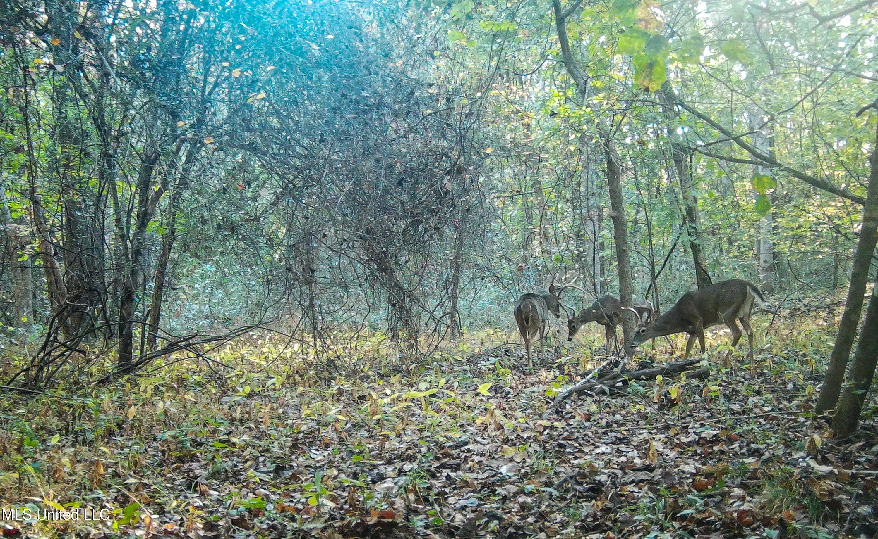 143 County Road Coila, MS 38923 - Photo 67 of 77 IMG_6873