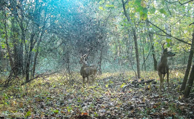 $280,000 | 143 County Road, Coila, MS 38923