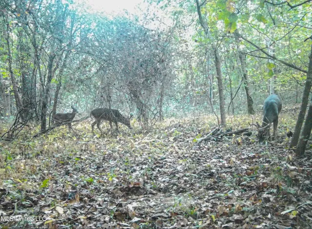 $280,000 | 143 County Road, Coila, MS 38923