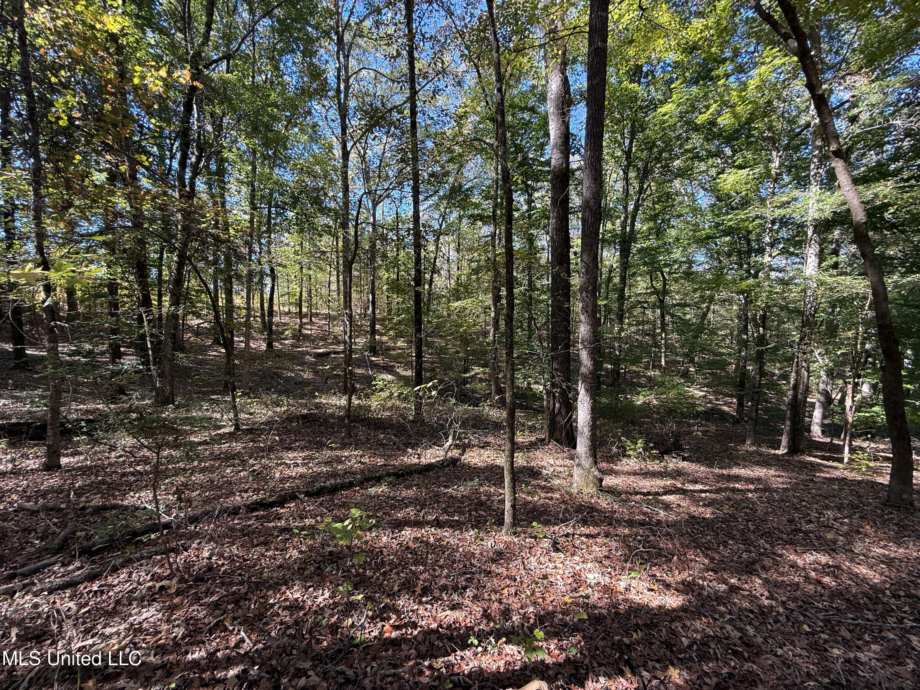 143 County Road Coila, MS 38923 - Photo 7 of 77 IMG_6835