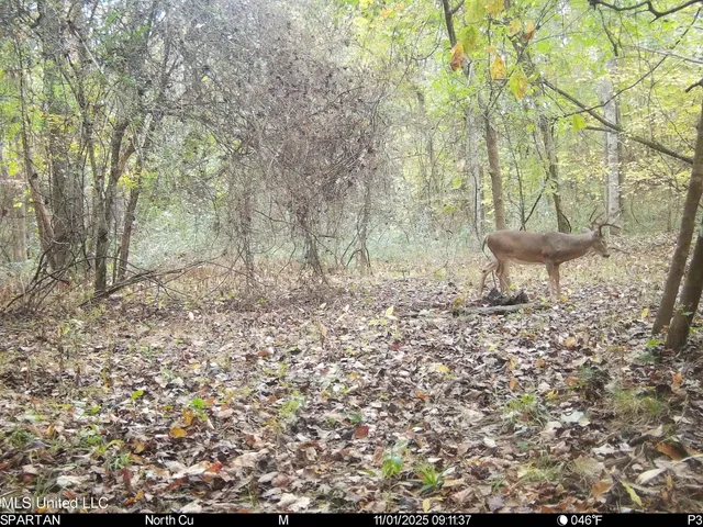 $280,000 | 143 County Road, Coila, MS 38923