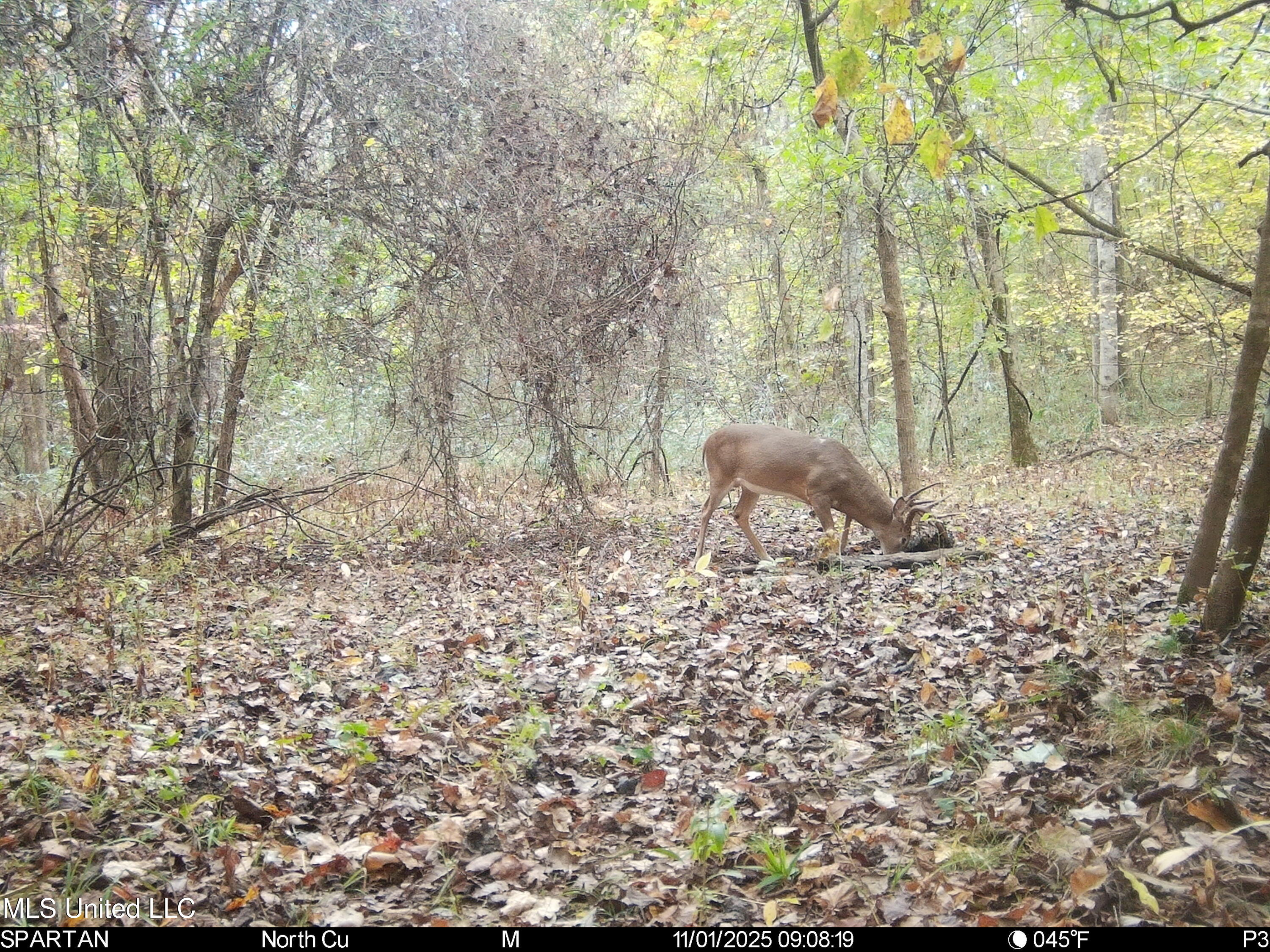 143 County Road Coila, MS 38923 - Photo 74 of 77 IMG_7020