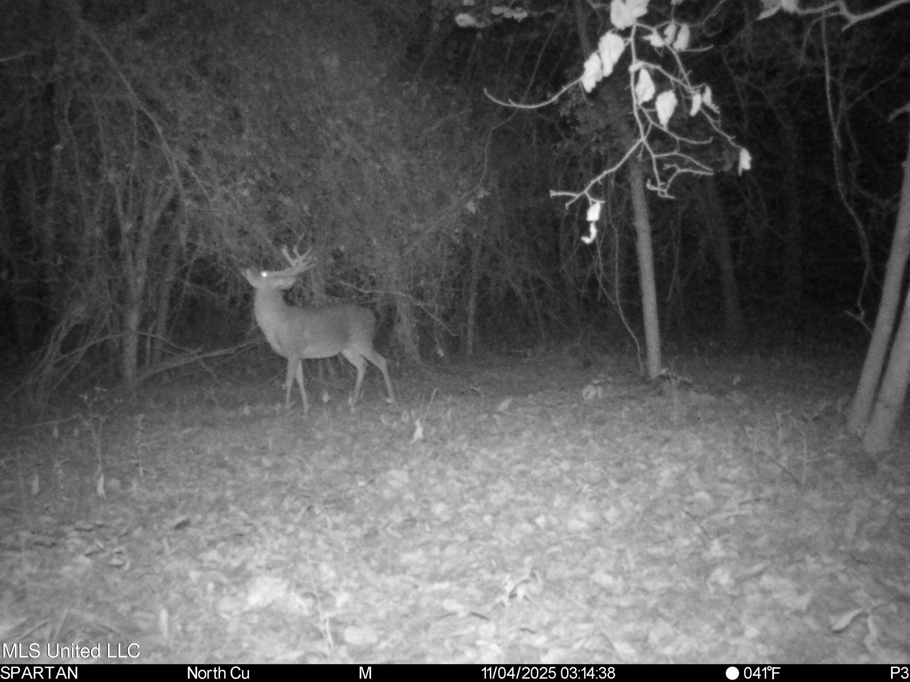 143 County Road Coila, MS 38923 - Photo 75 of 77 IMG_7149