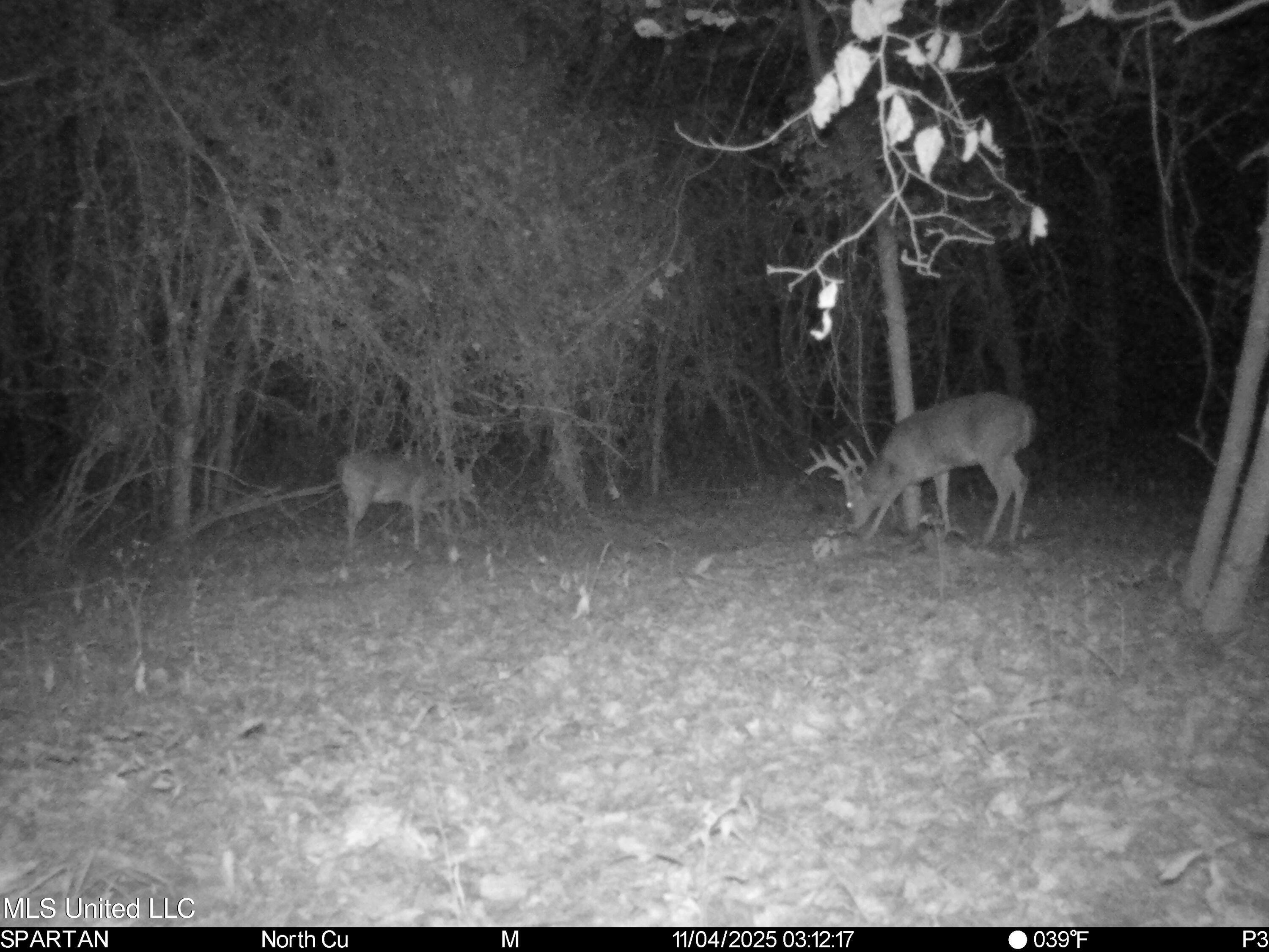 143 County Road Coila, MS 38923 - Photo 76 of 77 IMG_7150