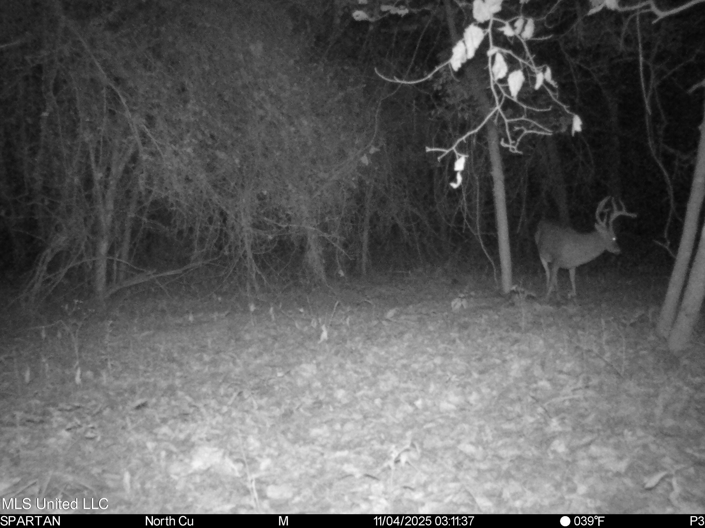 143 County Road Coila, MS 38923 - Photo 8 of 77 IMG_7151