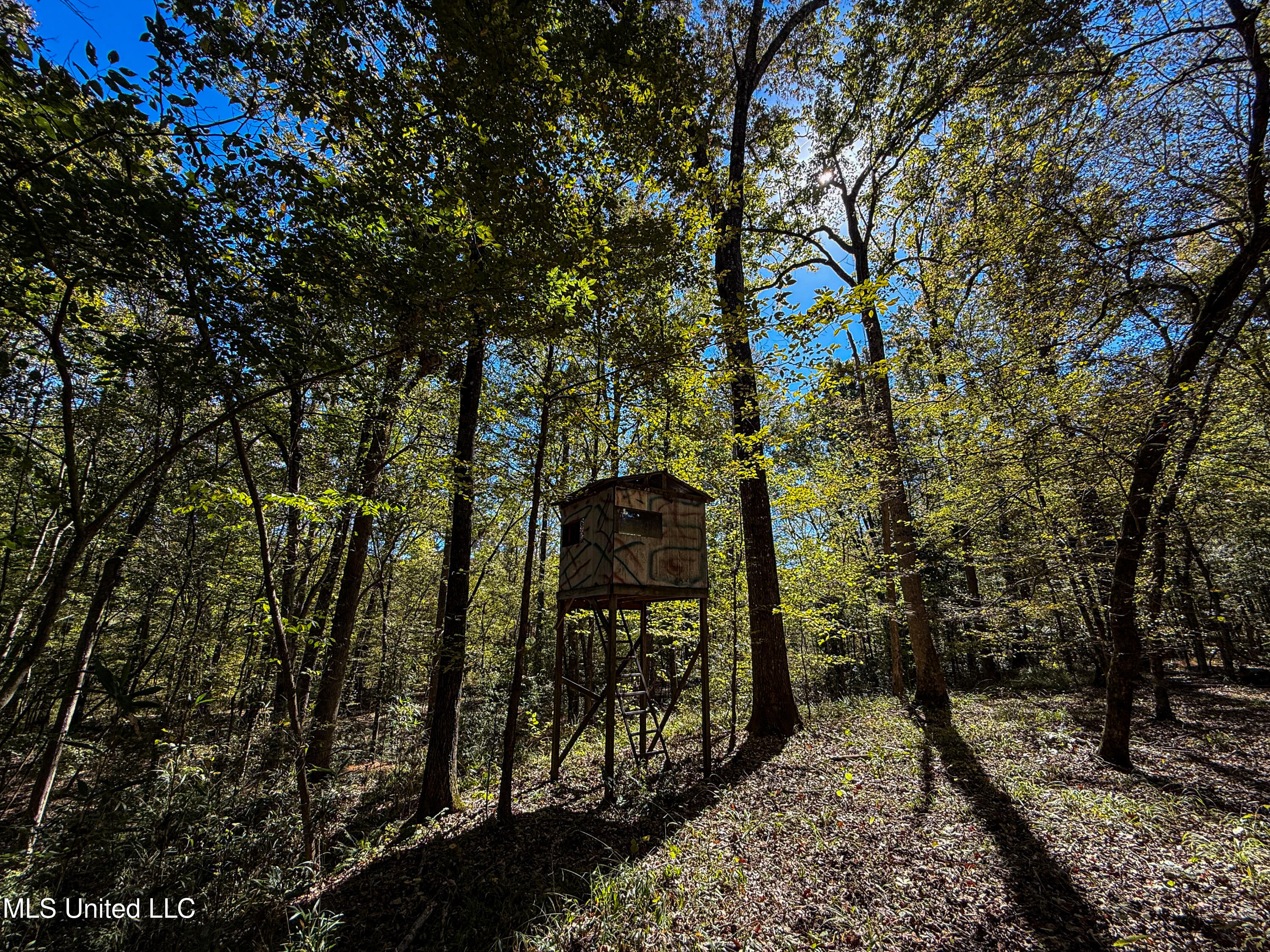 143 County Road Coila, MS 38923 - Photo 10 of 77 IMG_6854