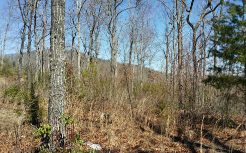 Lot39 Ralston Gap Morganton, GA 30560 - Photo 1 of 1 Main View
