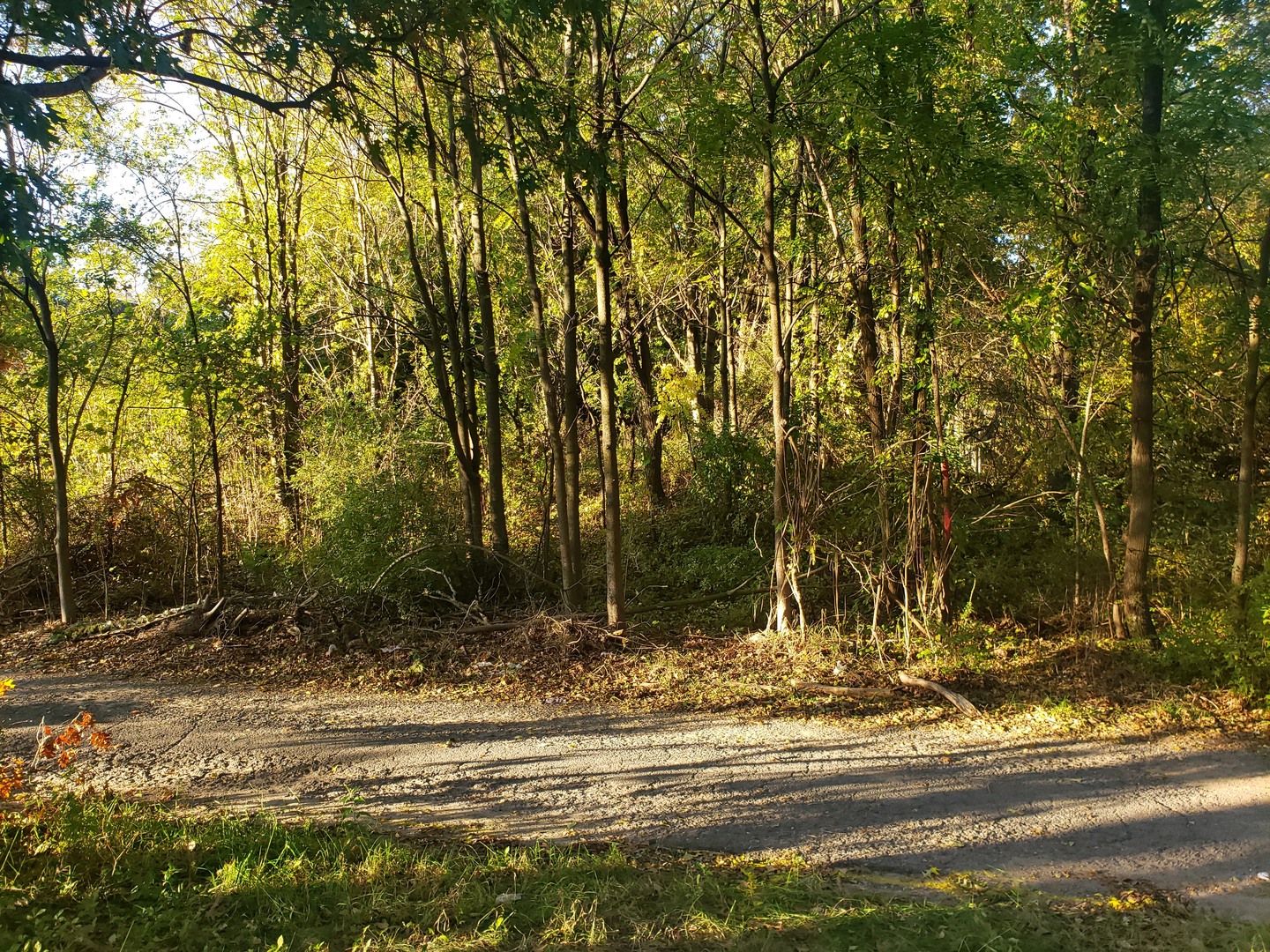 7234 Ash Place Gary, IN 46403 - Photo 2 of 10 a view of road and trees