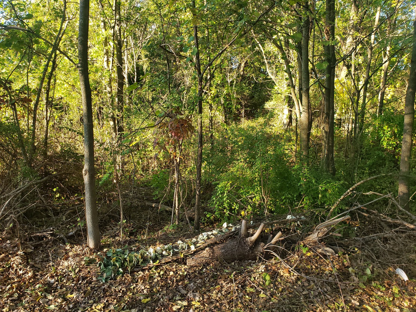 7234 Ash Place Gary, IN 46403 - Photo 3 of 10 a view of forest