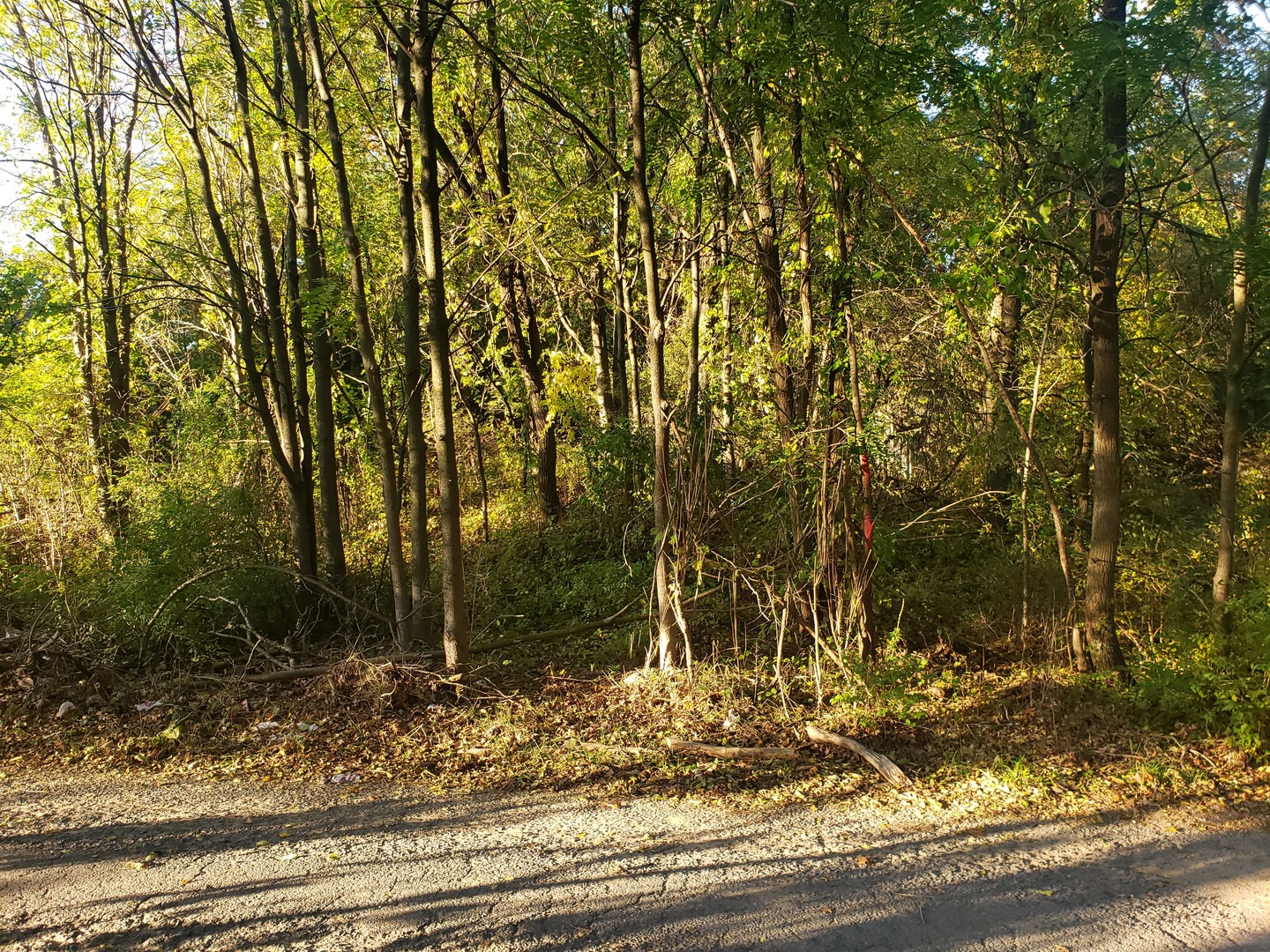7234 Ash Place Gary, IN 46403 - Photo 4 of 10 a view of a yard