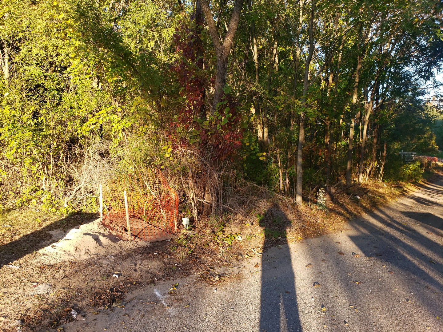 7234 Ash Place Gary, IN 46403 - Photo 5 of 10 a view of a yard with plants and trees