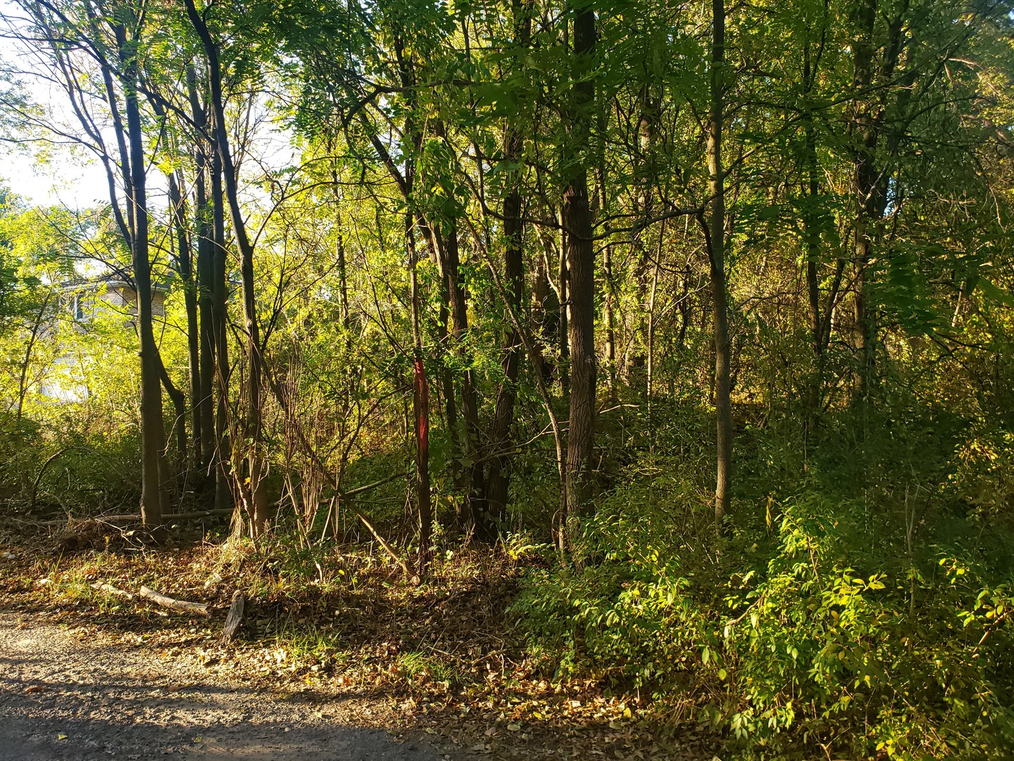 7234 Ash Place Gary, IN 46403 - Photo 8 of 10 a view of a forest