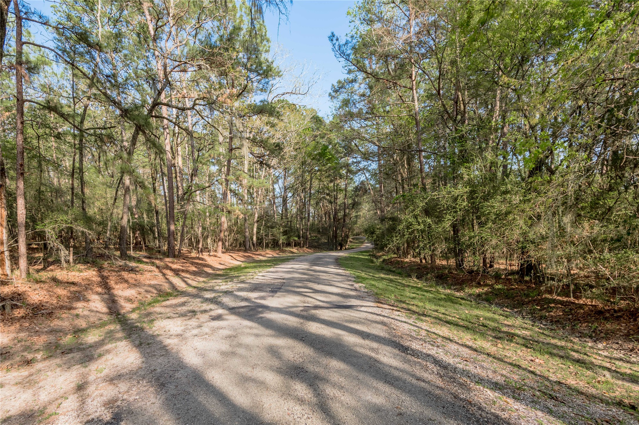 0 Holly Lane Trinity, TX 75862 - Photo 11 of 27 a view of a yard with large trees