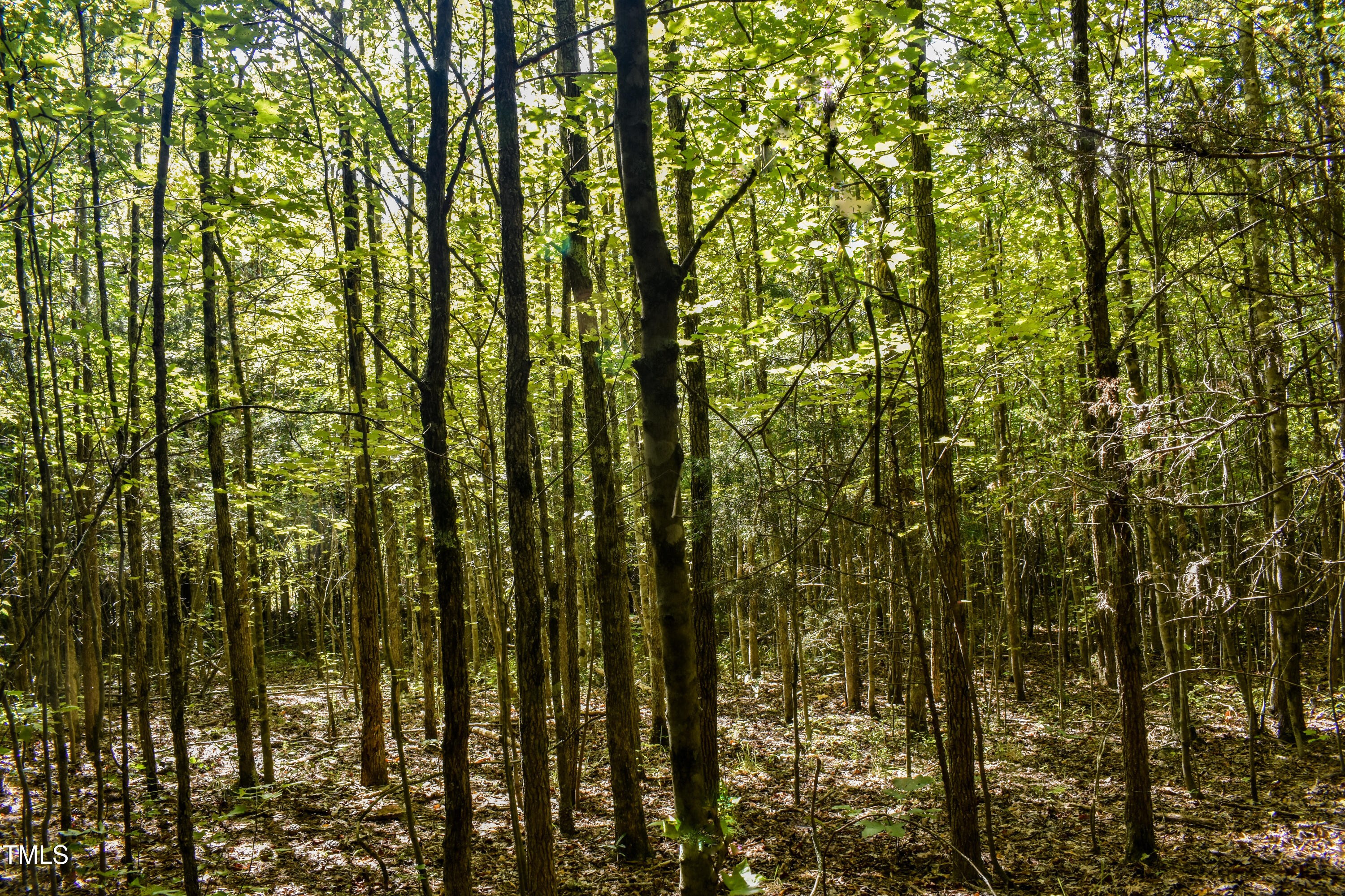 0 Doc Bass Road Timberlake, NC 27583 - Photo 11 of 14 a view of forest