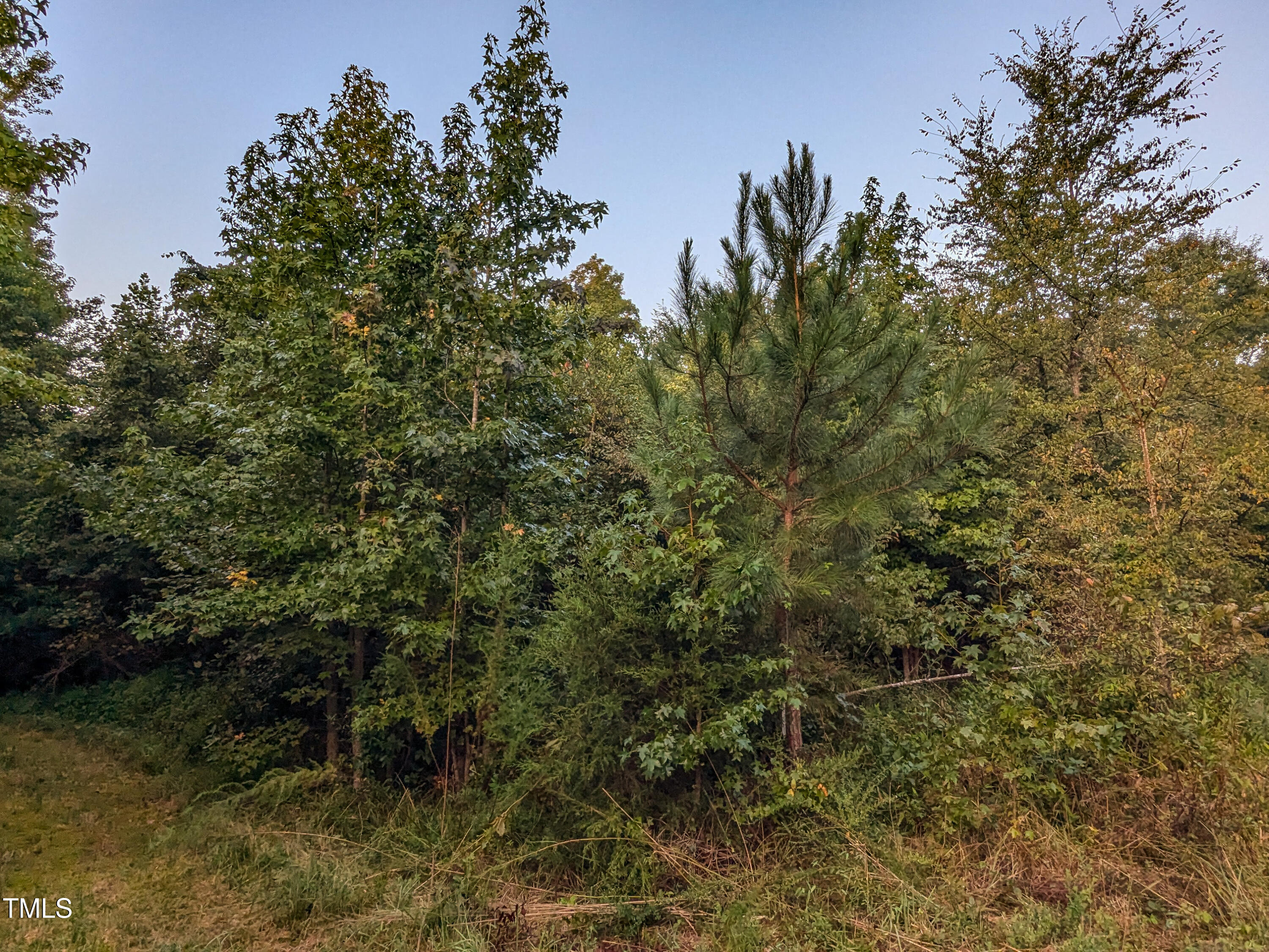 0 Doc Bass Road Timberlake, NC 27583 - Photo 12 of 14 a view of a forest with a tree